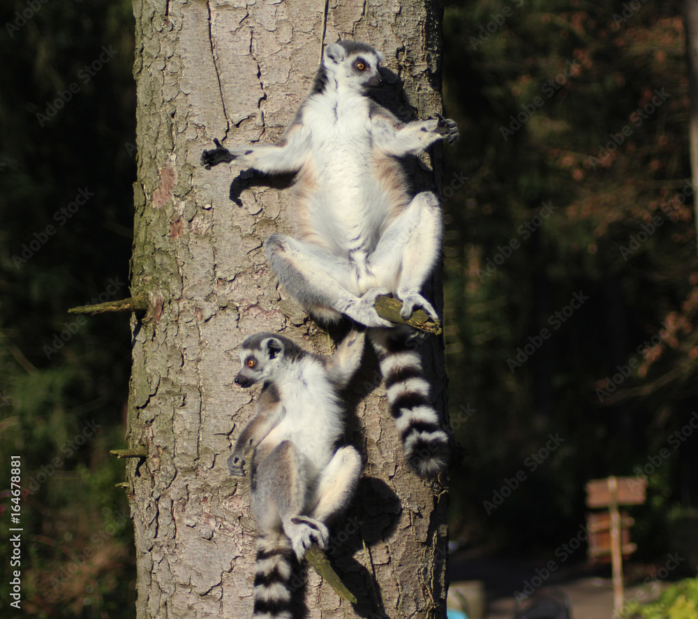 Fototapeta premium The ring-tailed lemur (Lemur catta) 