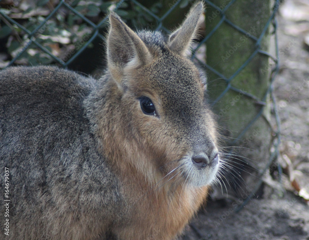 Fototapeta premium Pagonian Mara (Dolichotis patagonum)