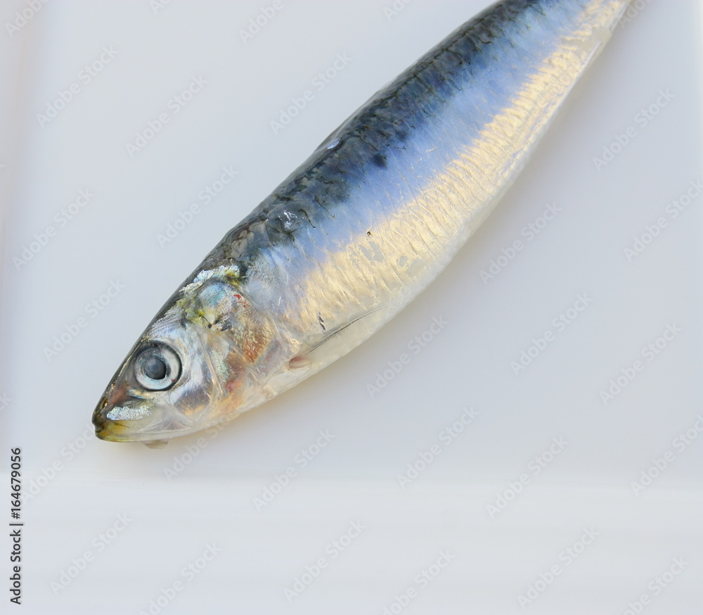 Fototapeta premium sardine crue,isolée dans assiette,poisson