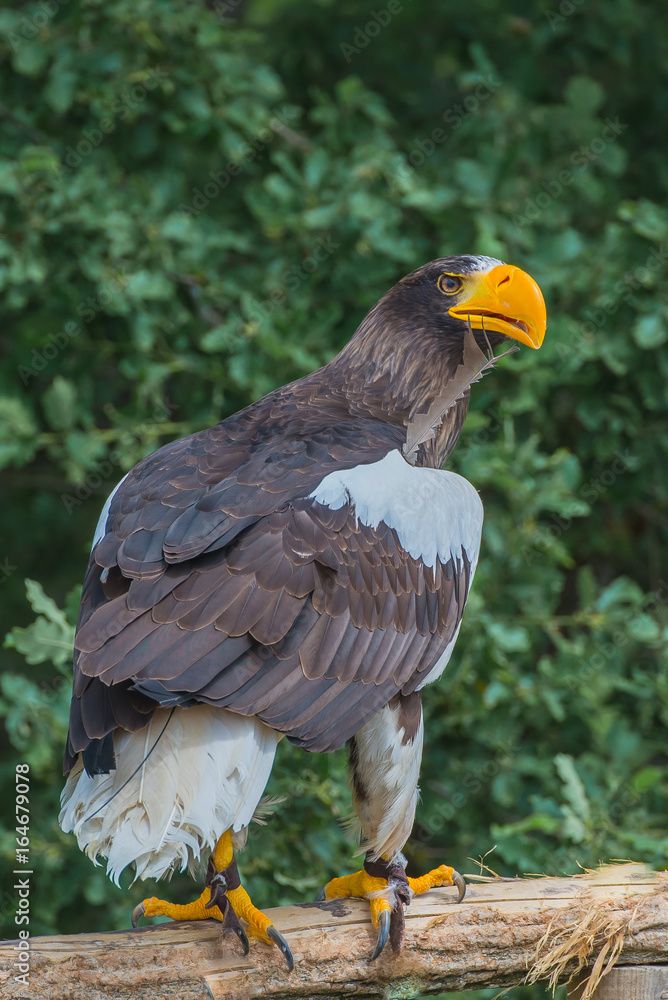 Obraz premium Steller's sea eagle, Haliaeetus pelagicus, eagle 