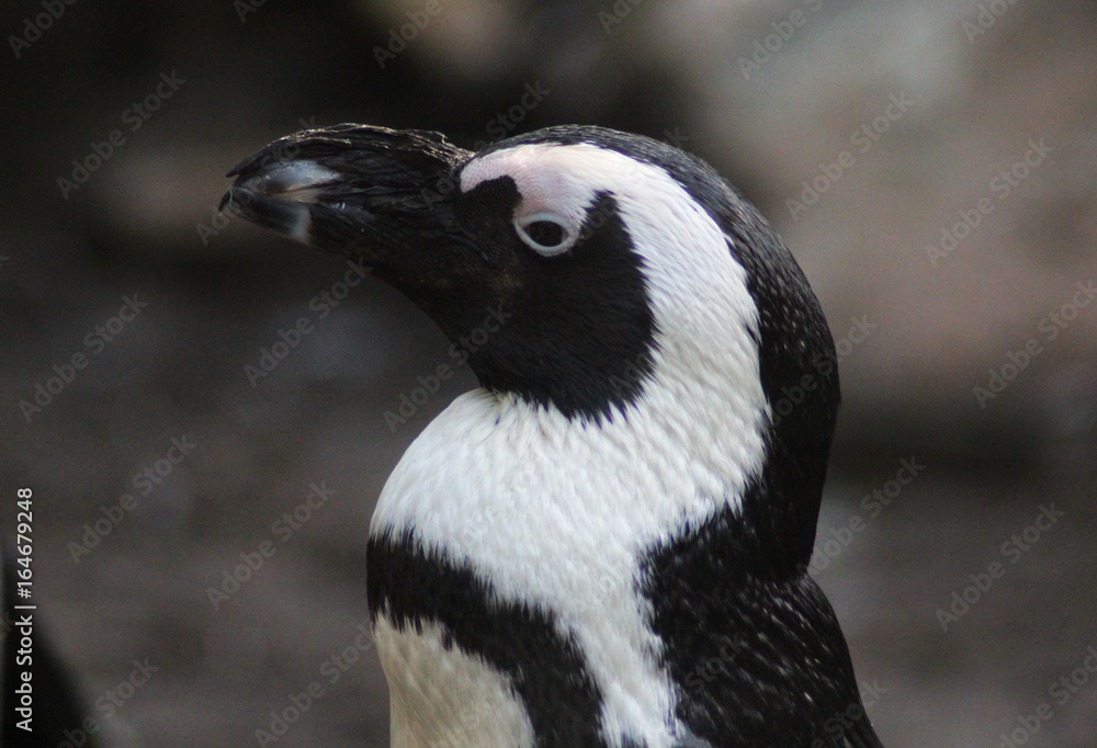 Fototapeta premium The African penguin (Spheniscus demersus)