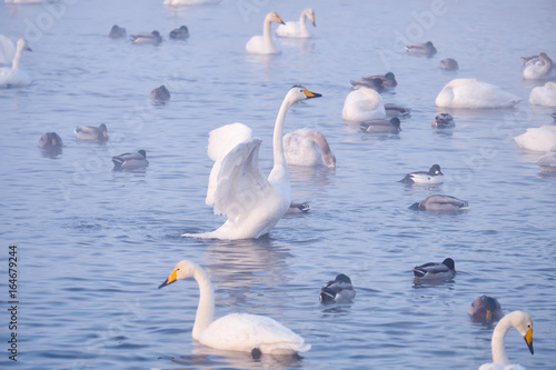 Cygnus cygnus - whooper swan flittering on Altai lake photo