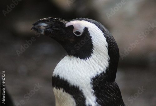 The African penguin  Spheniscus demersus 