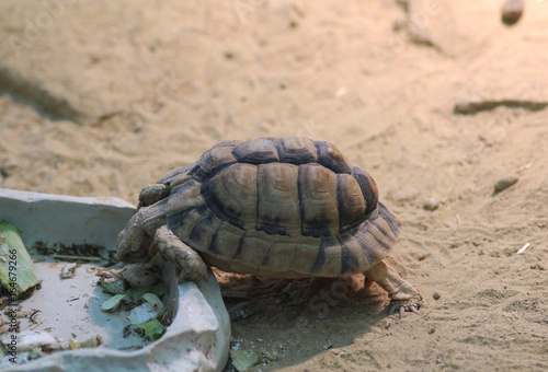 Kleinmann's tortoise (Testudo kleinmanni ) photo