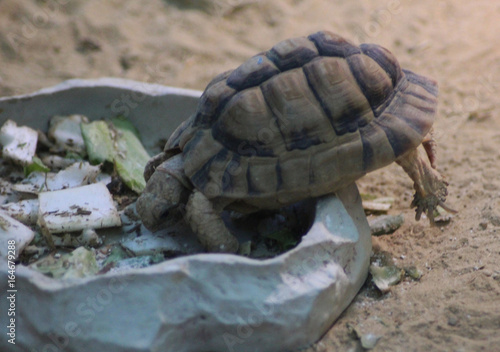 Kleinmann's tortoise (Testudo kleinmanni ) photo