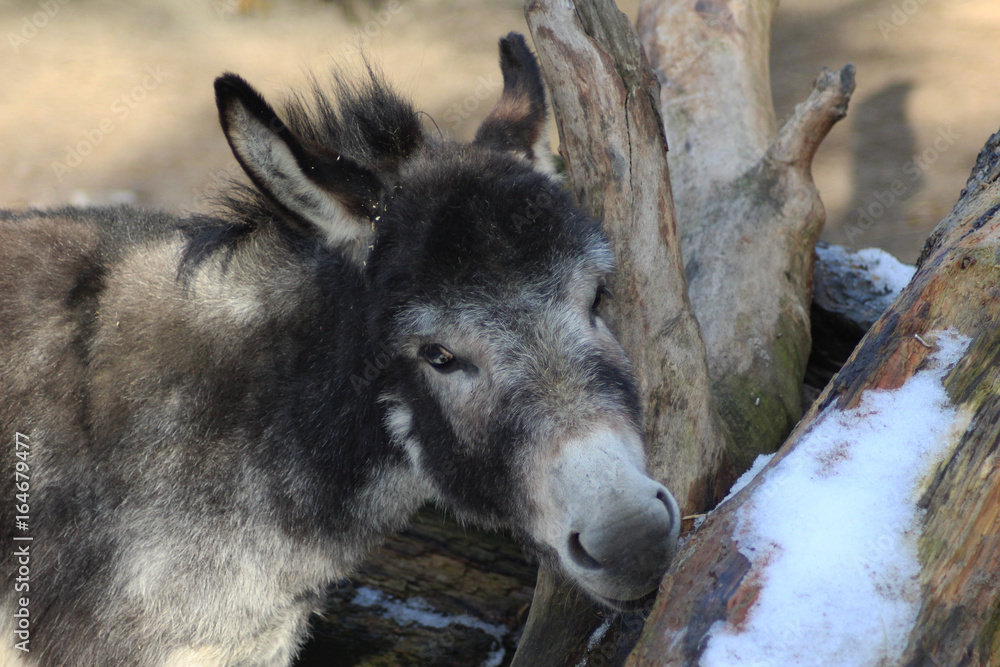 Fototapeta premium Dwarf donkey