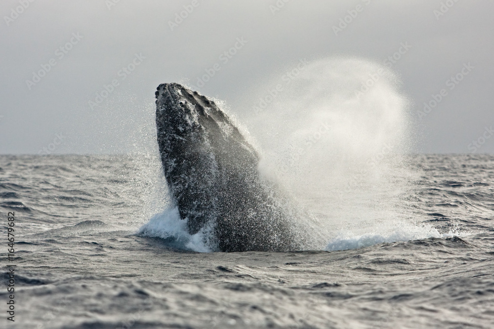 Fototapeta premium humpback whale, megaptera novaeangliae, Tonga, Vava'u island