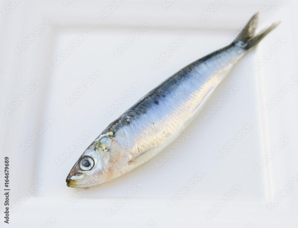 Obraz premium sardine crue,isolée dans assiette,poisson