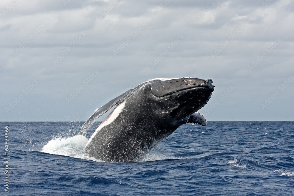 Fototapeta premium humpback whale, megaptera novaeangliae, Tonga, Vava'u island