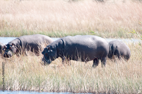 Hippo in the Okavango photo