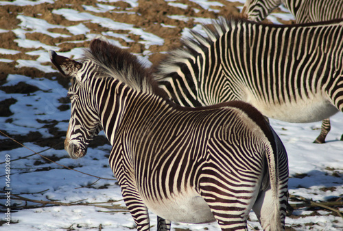 Fototapeta Naklejka Na Ścianę i Meble -  The Grévy's zebra (Equus grevyi)