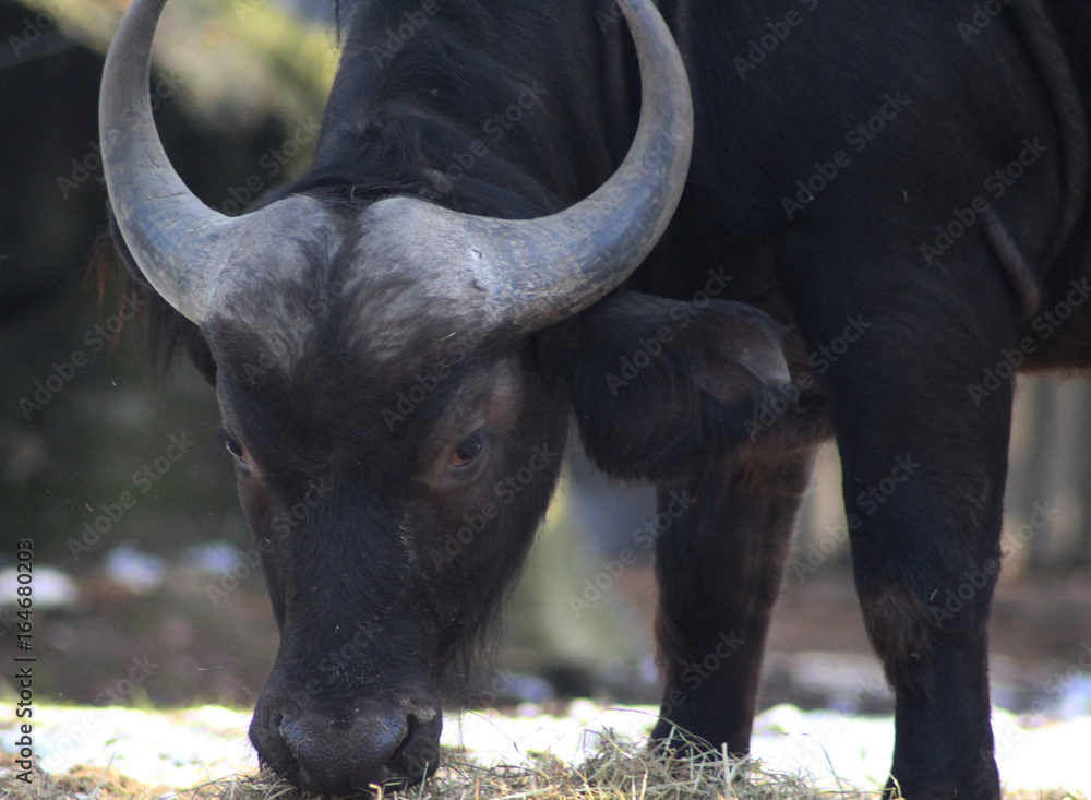 Obraz premium The African buffalo (Syncerus caffer)