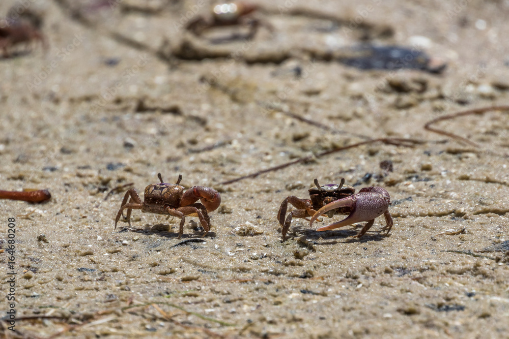 Sand Fiddler Crabs, J.N. ''Ding'' Darling National Wildlife Refuge, Sanibel Island, Florida, USA