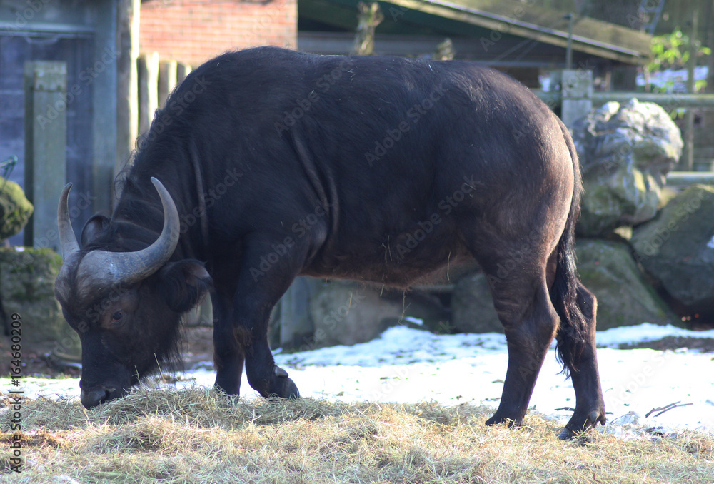 Obraz premium The African buffalo (Syncerus caffer)