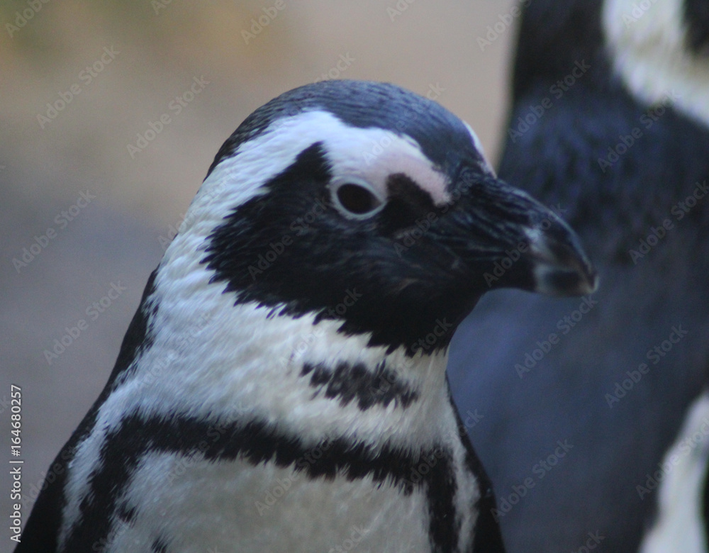Fototapeta premium The African penguin (Spheniscus demersus) 