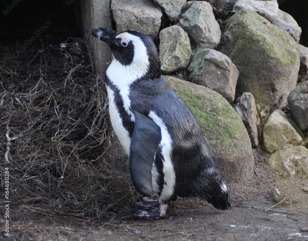 Fototapeta premium The African penguin (Spheniscus demersus) 