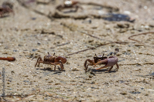 Sand Fiddler Crabs  J.N.   Ding   Darling National Wildlife Refuge  Sanibel Island  Florida  USA