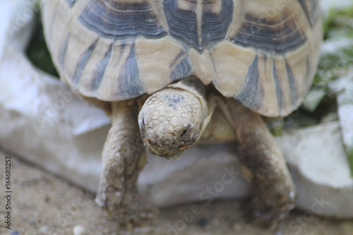 Kleinmann's tortoise (Testudo kleinmanni ) photo