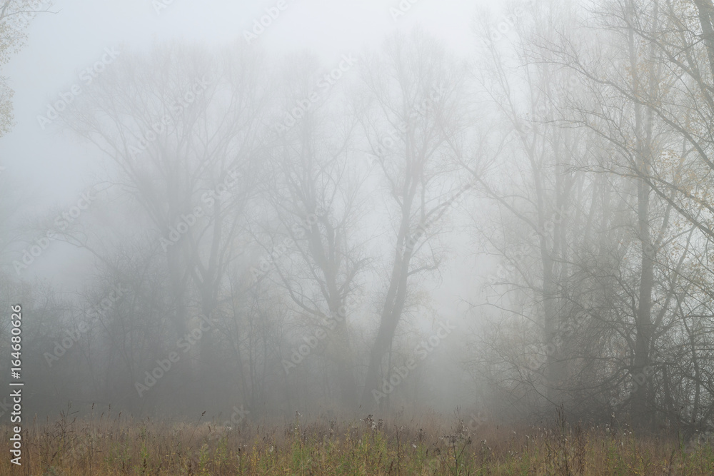 there is poplar grove in misty autumn morning there is poplar grove in misty autumn morning