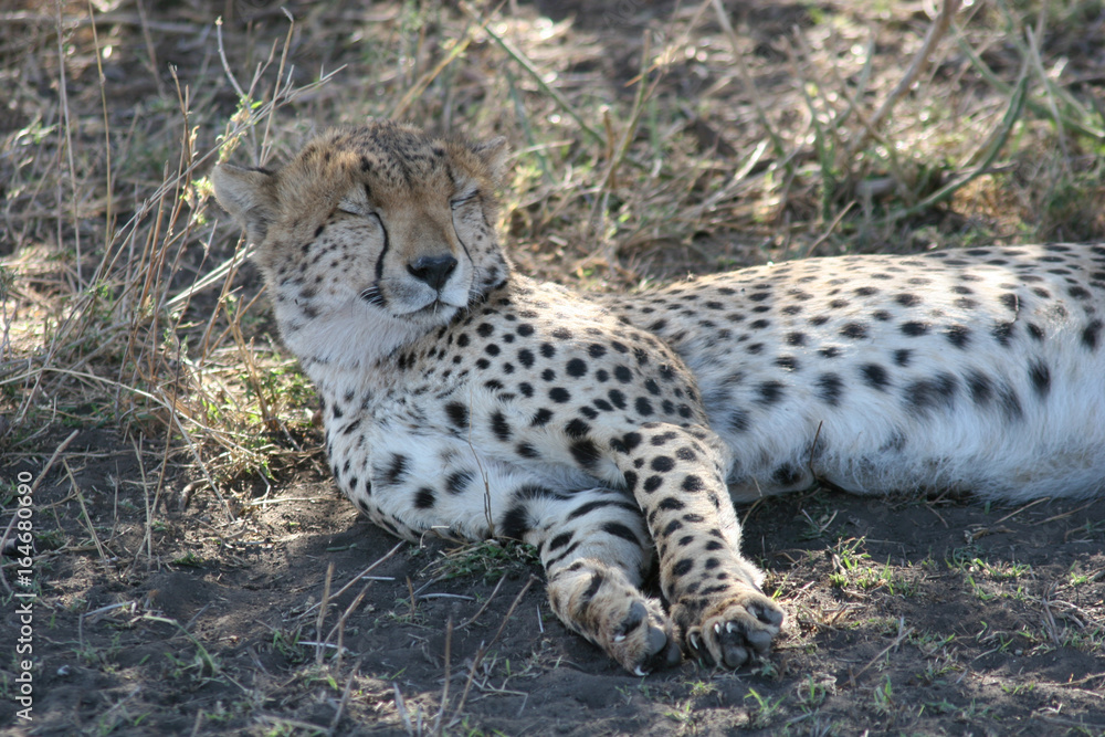 Cheetah Botswana Africa savannah wild animal mammal Cheetah Botswana Africa savannah wild animal mammal