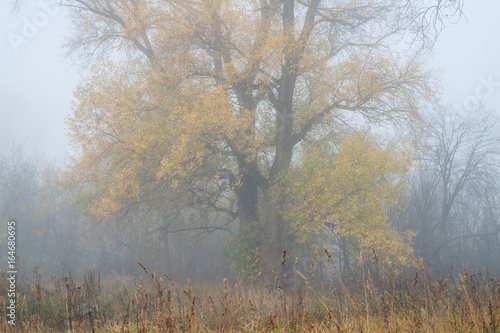there is poplar grove in misty autumn morning
