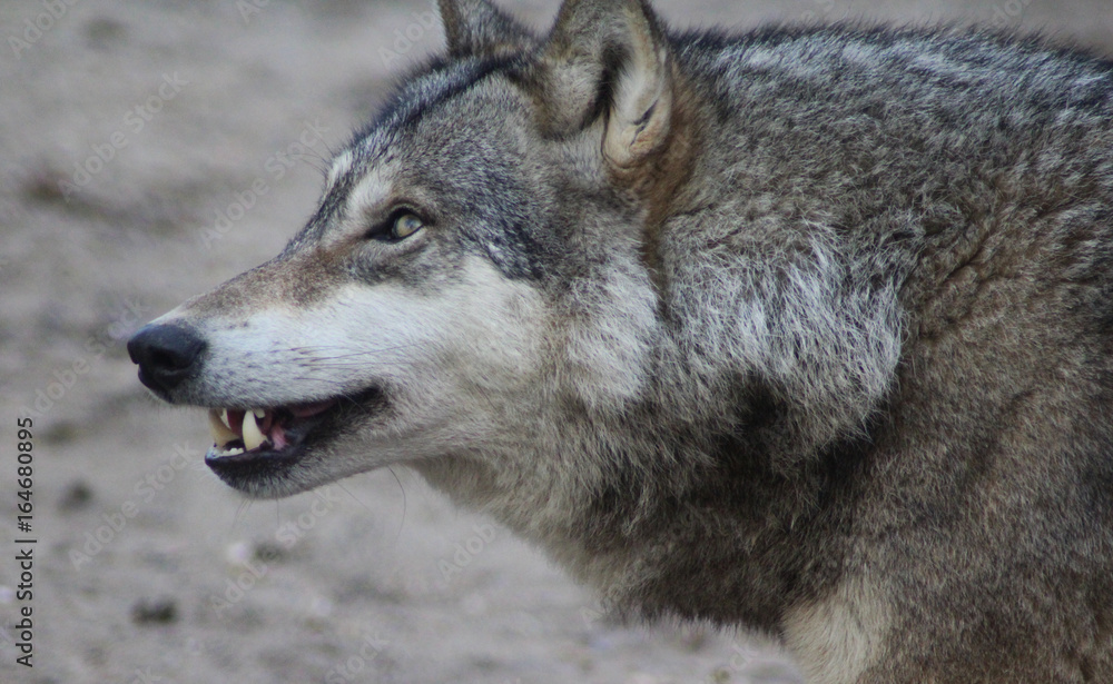 Fototapeta premium The Eurasian wolf (Canis lupus lupus)