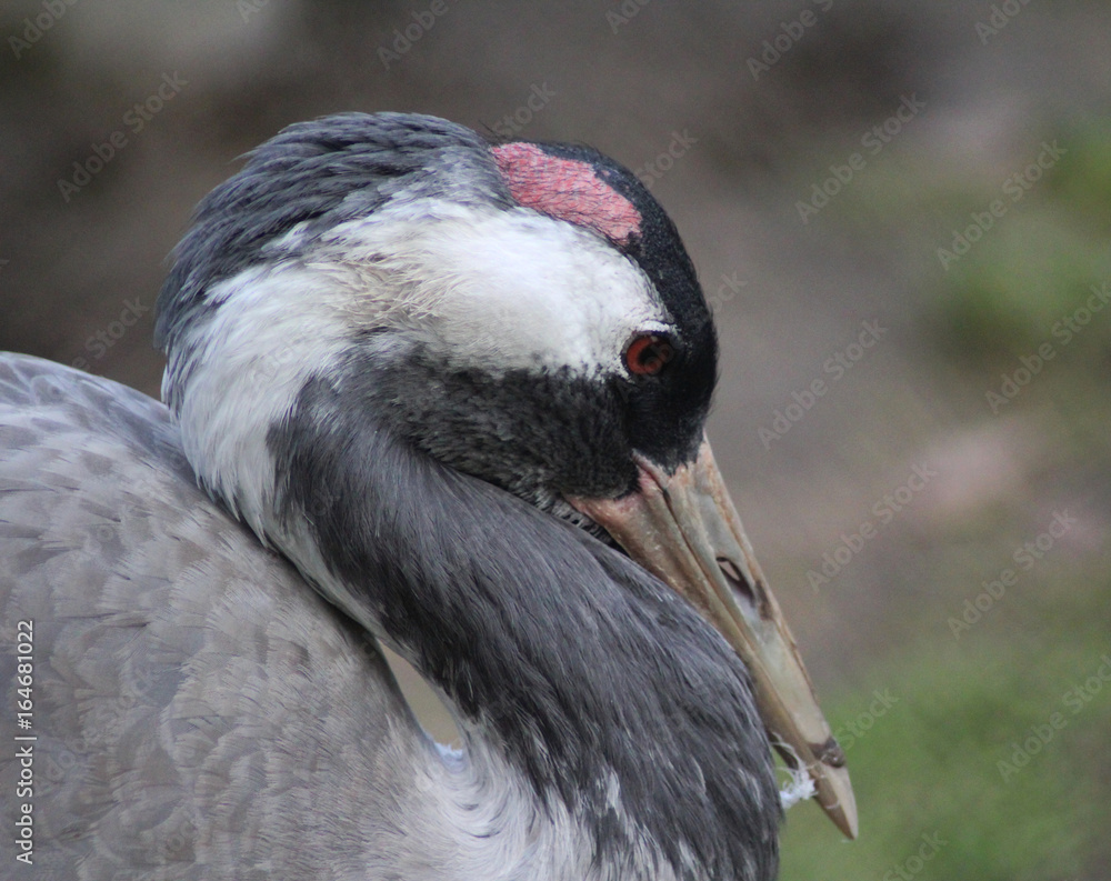 Fototapeta premium The red-crowned crane (Grus japonensis)