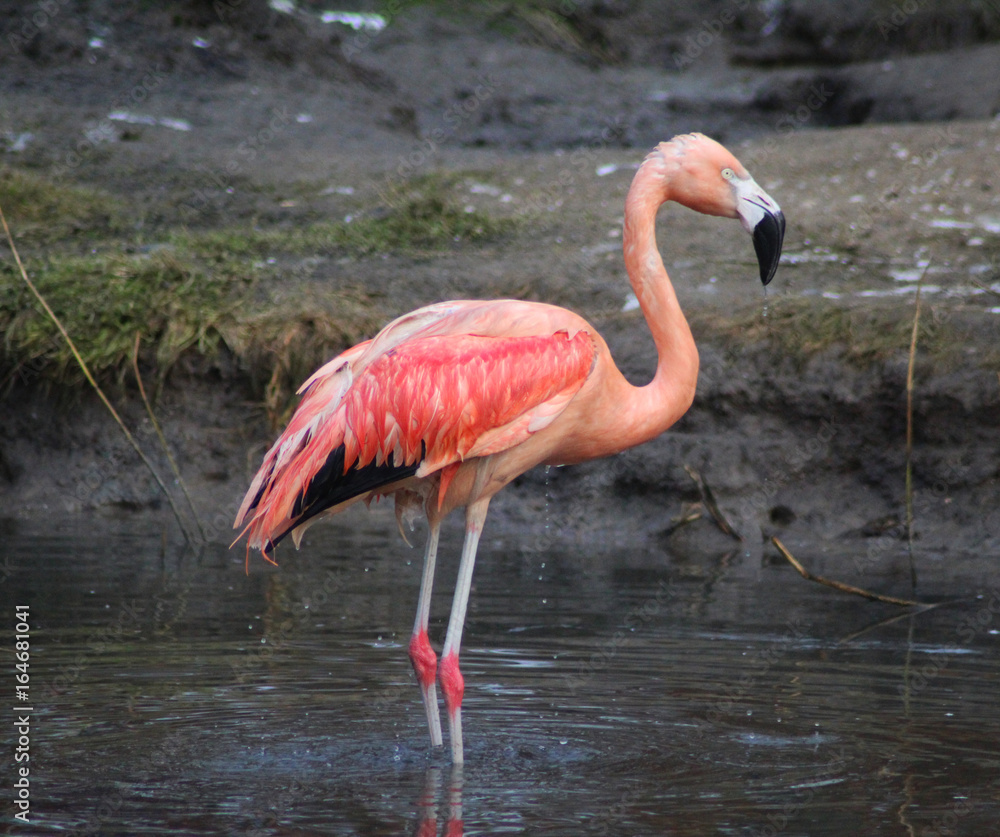The Chilean flamingo (Phoenicopterus chilensis) The Chilean flamingo (Phoenicopterus chilensis)