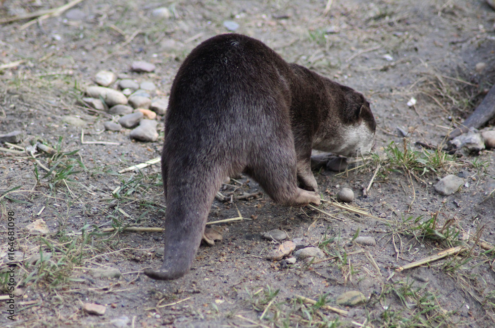 Asian Small clawed otter