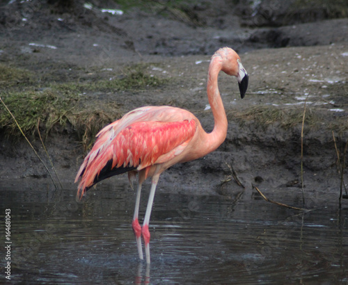 The Chilean flamingo  Phoenicopterus chilensis 