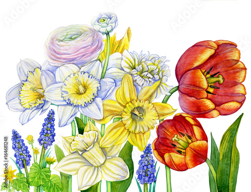 Watercolor spring flowers blooming on isolated white background