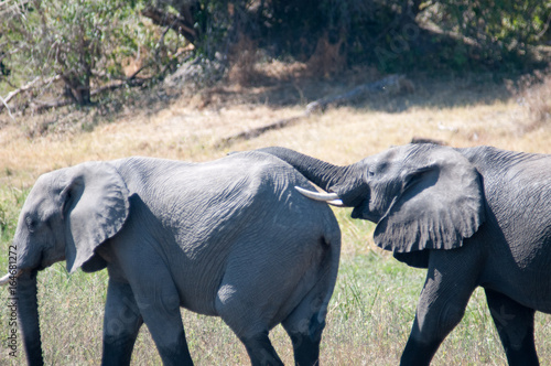 Photography African elephants
