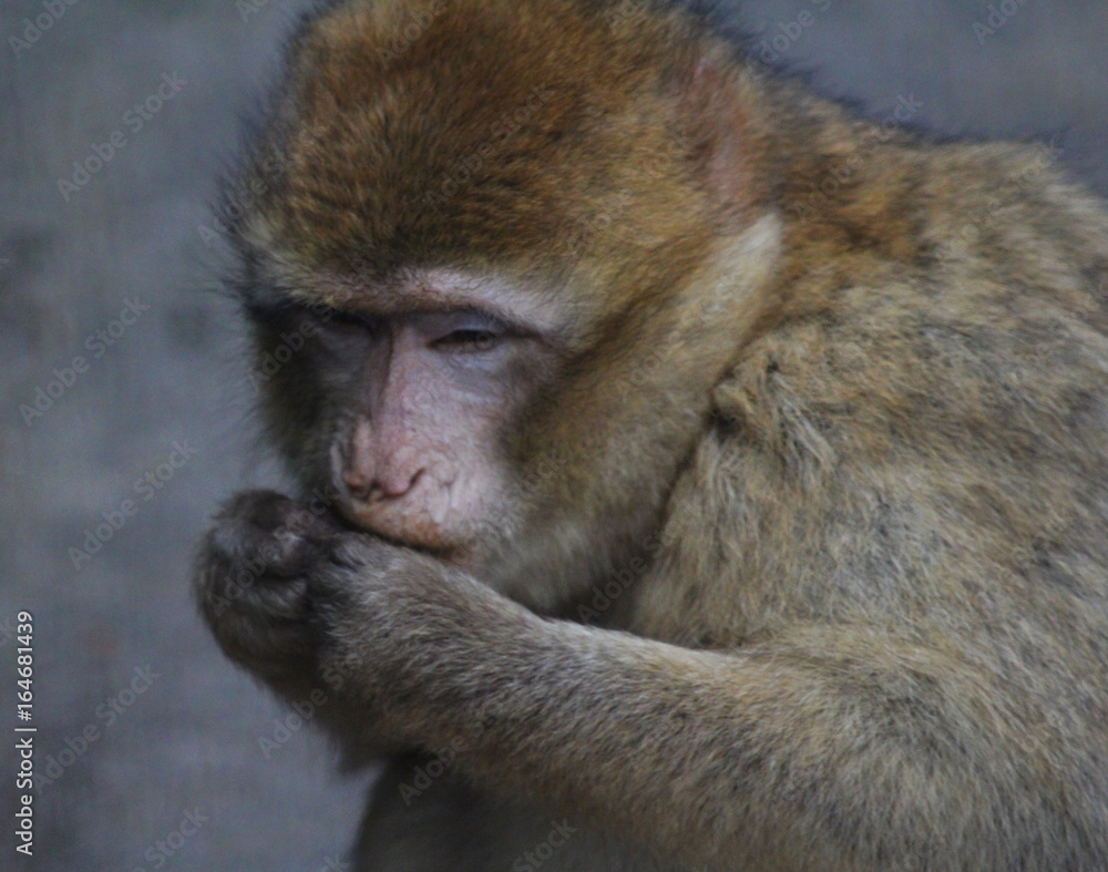 Obraz premium The Barbary macaque (Macaca sylvanus)