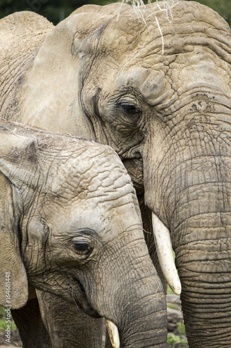 Elephant et son elephanteau