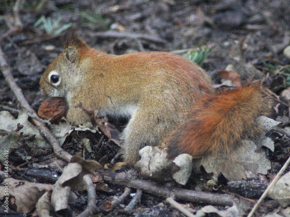 The American red squirrel (Tamiasciurus hudsonicus) The American red squirrel (Tamiasciurus hudsonicus)
