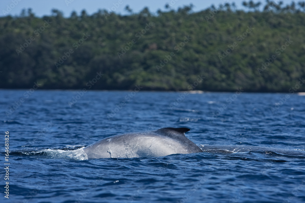 Obraz premium humpback whale, megaptera novaeangliae, Tonga, Vava'u island