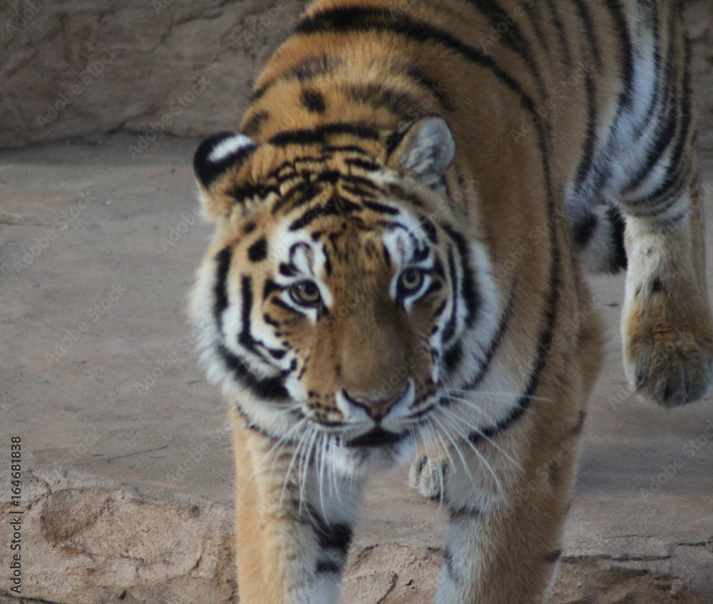 The Bengal tiger (Panthera tigris tigris) The Bengal tiger (Panthera tigris tigris)