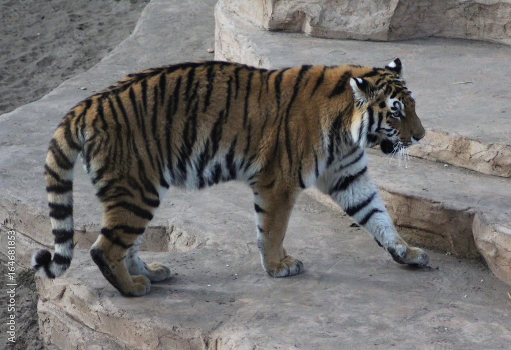 The Bengal tiger (Panthera tigris tigris) The Bengal tiger (Panthera tigris tigris)