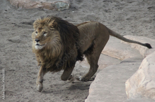 African male lion