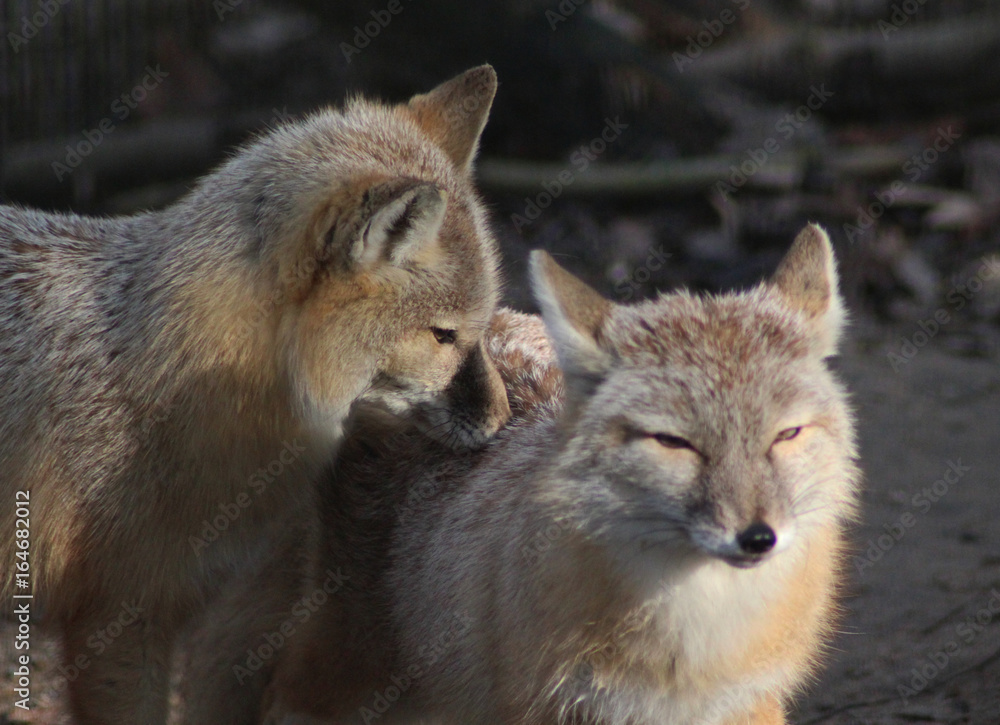 The corsac fox (Vulpes corsac) The corsac fox (Vulpes corsac)