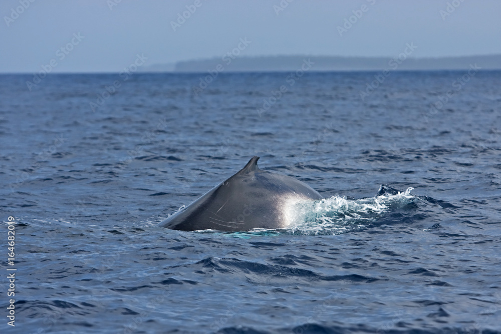 humpback whale, megaptera novaeangliae, Tonga, Vava'u island humpback whale, megaptera novaeangliae, Tonga, Vava'u island
