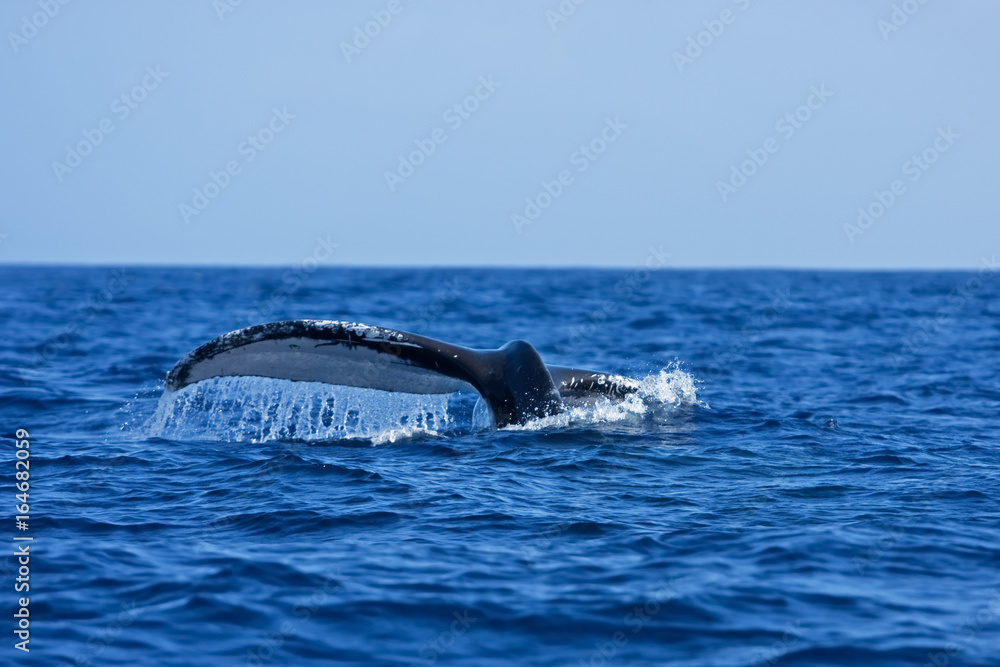 Obraz premium humpback whale, megaptera novaeangliae, Tonga, Vava'u island