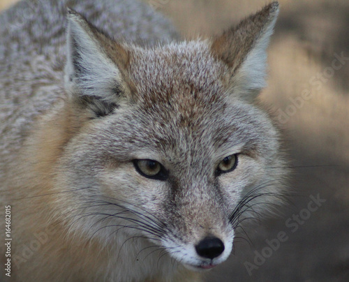 The corsac fox (Vulpes corsac)