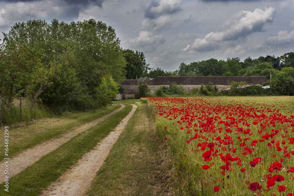 Fototapeta premium Champ de coquelicots