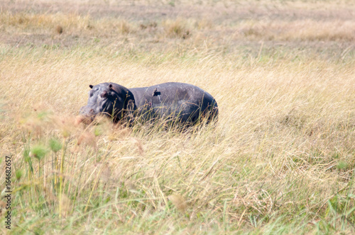 Hippo in the Okavango
