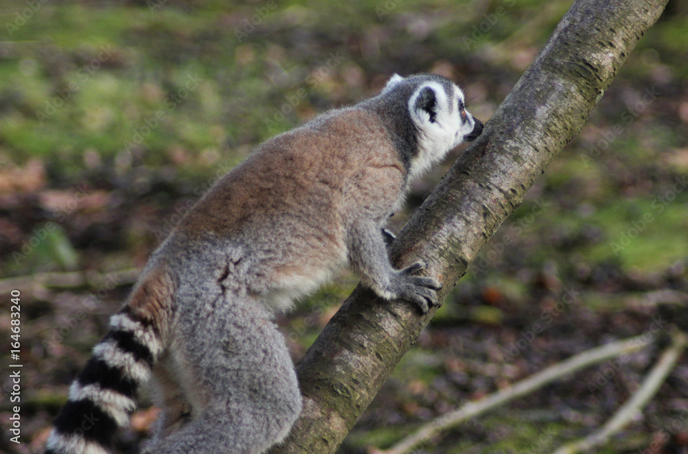 The ring-tailed lemur (Lemur catta) The ring-tailed lemur (Lemur catta)