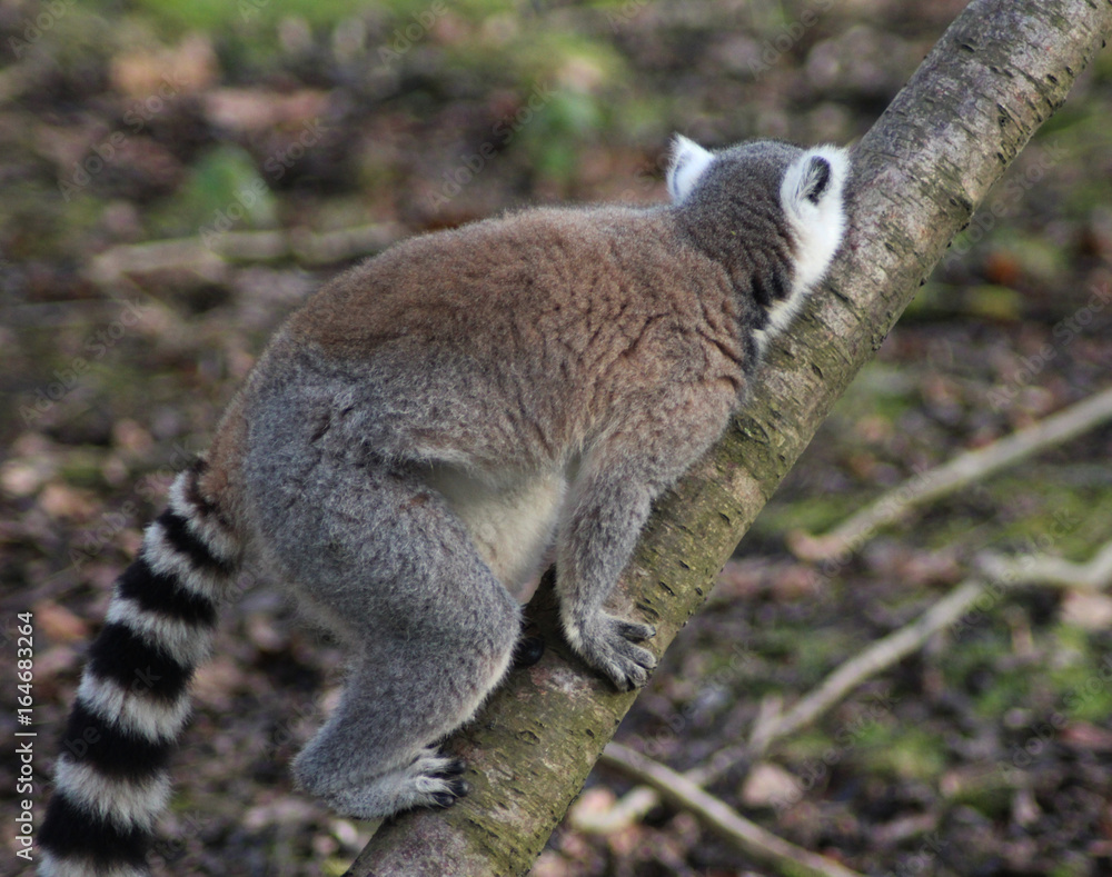 The ring-tailed lemur (Lemur catta) The ring-tailed lemur (Lemur catta)