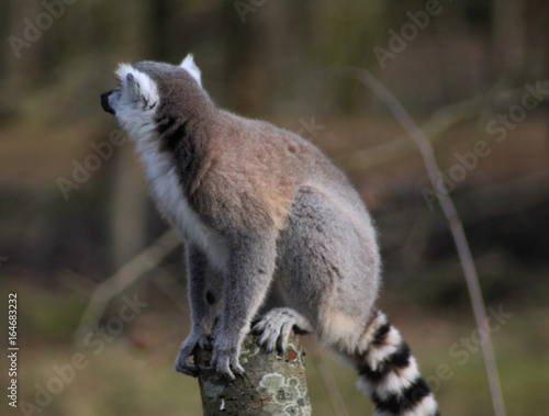 The ring-tailed lemur (Lemur catta)  © Michael Meijer