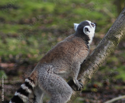 The ring-tailed lemur (Lemur catta) 
