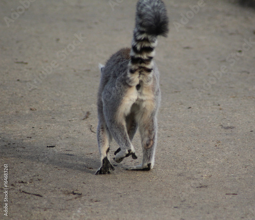 The ring-tailed lemur (Lemur catta)	 photo